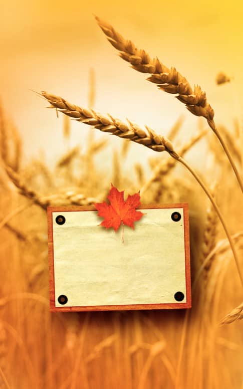 Harvest Time Bulletin Cover