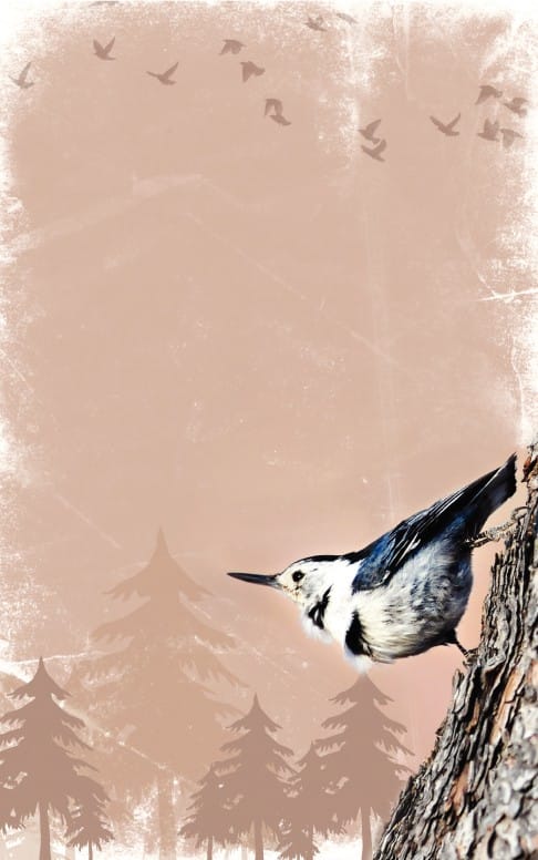 Bird Bulletin