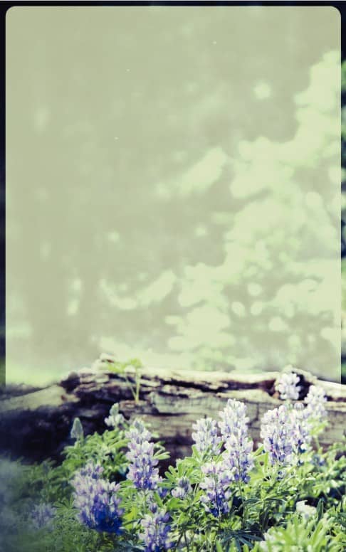 Flowers Nature Bulletin Cover