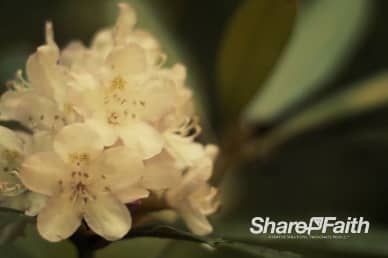White Cherry Blossom Tree Church Video Background Loop