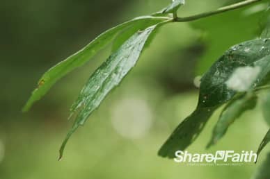 Forest Leaves Up Close Nature Video Background