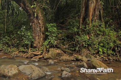 Tropical Forest Creek Worship Motion Background