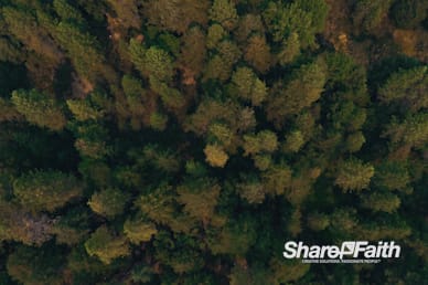 Forest Trees Aerial Nature Video Background