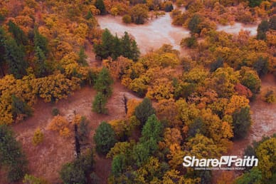 Autumn Forest Foliage Nature Background Video