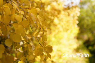 Yellow Fall Foliage Nature Video Background