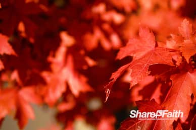 Red Fall Foliage Nature Background Video
