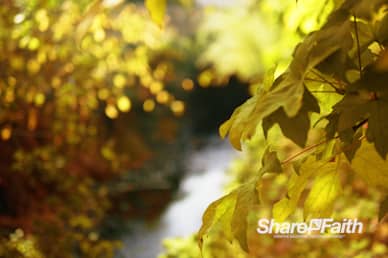 Yellow Autumn Leaves Nature Background Video