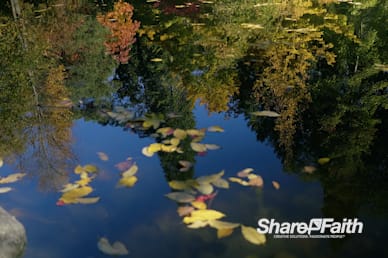 Autumn Forest Reflection Nature Background Video