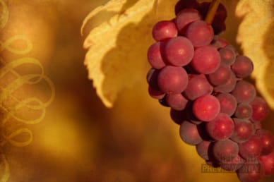 Christian Motion Background With Grapes