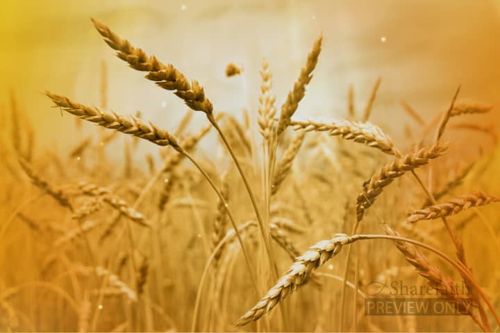 Wheat Field Background Video