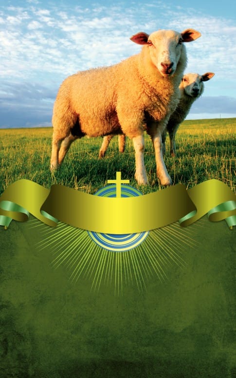 Sheep Bulletin Cover