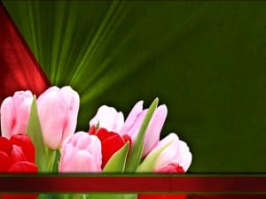 Tulip Flower Worship Background