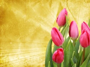 Tulip Worship Background