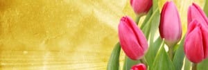 Pink Tulips Website Banner