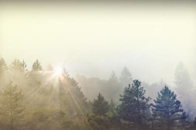 Trees and Fog Motion Worship