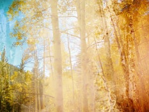 Sunlit Forest Scene Chruch Background