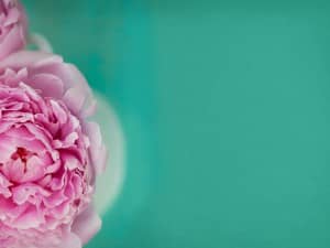 Blooming Rose Religious Stock Photo