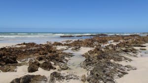 Seaweed Beach Landscape Ministry Stock Photo