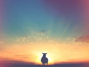 Lamb and Landscape Sunset Christian Stock Photo