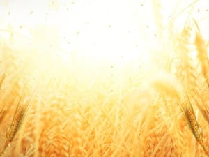 Golden Grains Harvest Worship Background