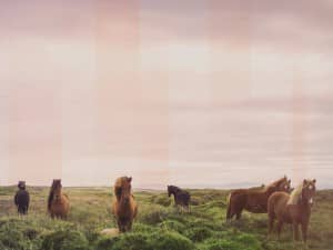 Horses Grazing Religious Worship Background