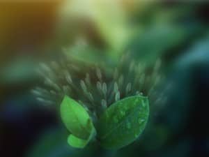 Green Creation Christian Wallpaper
