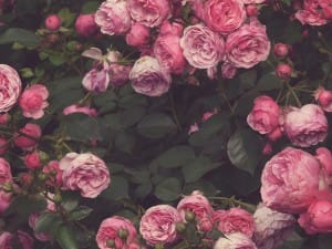 Bed of Roses Church Worship Background