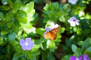 Butterfly Garden Ministry Stock Photo