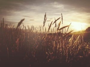 Sunset Over the Wheat Field Church Worship Background
