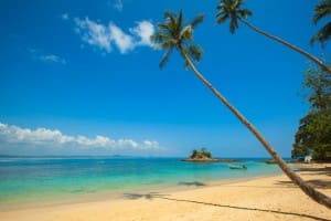 Tropical Beach Palm Trees Ministry Stock Photo
