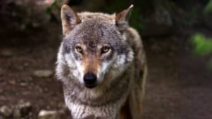 Wolf Predator Religious Stock Photo