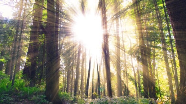 Sunlight Rays Bursting Through the Forest Trees Church Stock Photo