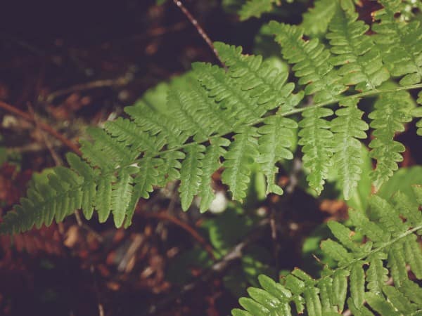 Forest Fern Leaves Nature Background