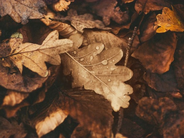 Sepia Tone Autumn Leaves Church Worship Background