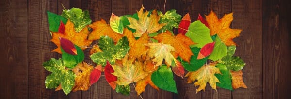 Fall Harvest Party Church Website Banner