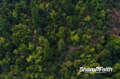 Treetops Aerial Nature Video Background