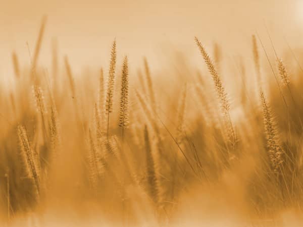 Thanksgiving Harvest Church Worship Background