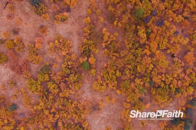 Autumn Forest Aerial Nature Video Background