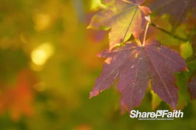 Autumn Leaves Nature Background Video
