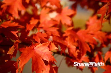 Red Autumn Leaves Nature Background Video
