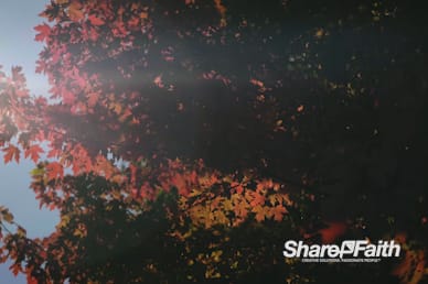 Fall Breeze Nature Video Background