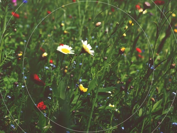 Field Of Flowers Nature Background