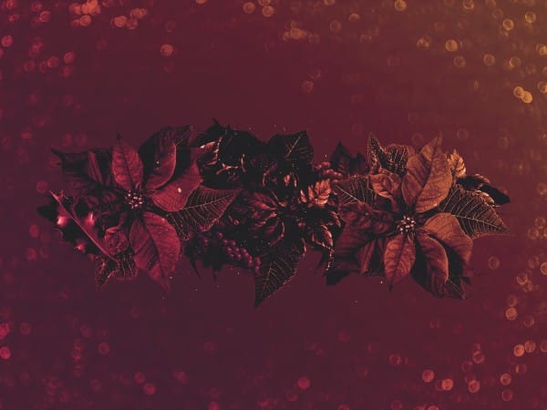 Merry Christmas Holly Worship Background