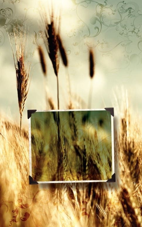Wheat Bulletin Cover