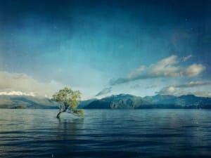 Tree In Waters Religious Wallpaper