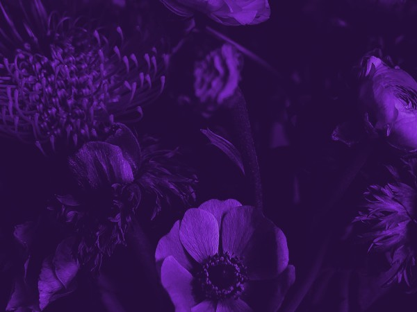 Mother's Day Flower Purple Worship Background