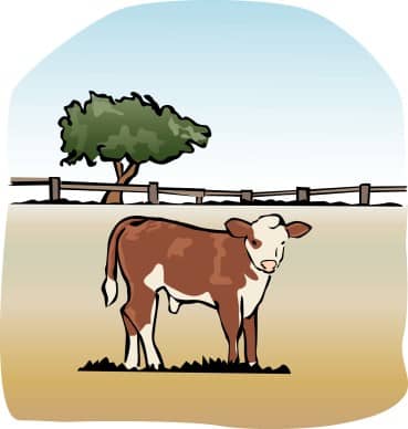The Fatted Calf