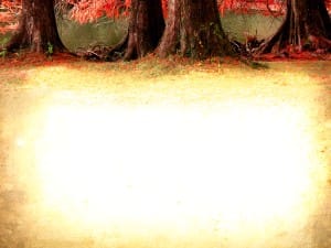 Pictures of Trees Worship Background