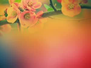 Peach Spring Blossoms Christian Worship Background