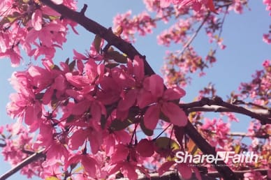 Cherry Blossom Church Motion Background